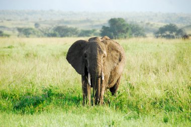 Male African elephant, Kidepo Valley National Park, Uganda clipart