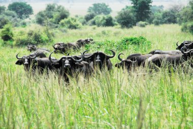 Herd of Kaffir buffaloes, Kidepo Valley National Park, Uganda clipart