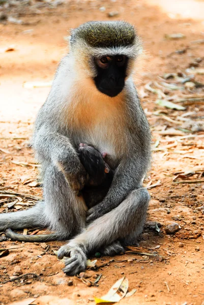 Vervet monkey with a baby, Entebbe Botanical Garden, Уганда — стоковое фото