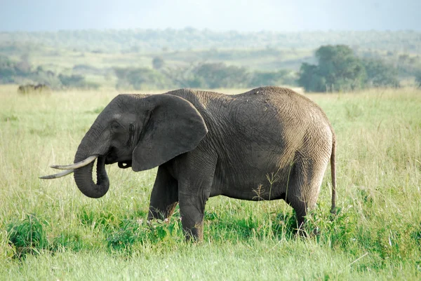 Férfi afrikai elefánt, Kidepo Valley Nemzeti Park, Uganda — Stock Fotó