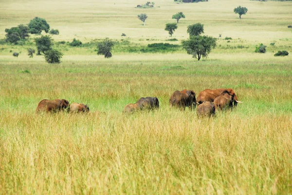 Elefantenherde, Nationalpark Kidepo-Tal, Uganda — Stockfoto