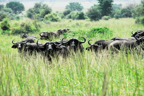 Güney Afrika'da bir kabile sürüsü mandalarla, kidepo Vadisi Milli Parkı, uganda — Stok fotoğraf