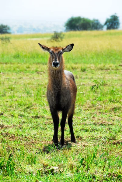 Voduška velká žena, kidepo valley national park, uganda — Stock fotografie