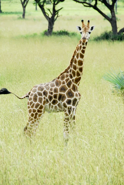 Girafa Rothschild, Parque Nacional de Murchison Falls, Uganda — Fotografia de Stock