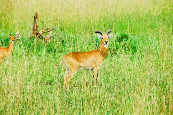 Uganda kobs, murchison mieści się park narodowy, uganda — Zdjęcie stockowe
