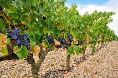 la rioja (İspanya bir üzüm üzüm)