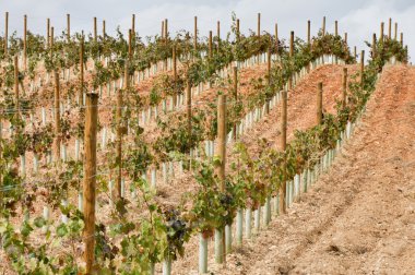 La Rioja (İspanya mahzeninde)