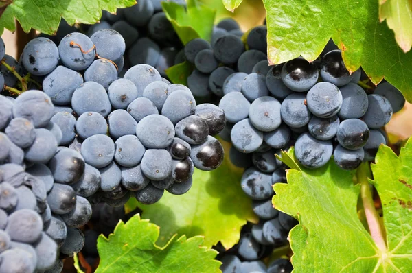 Uvas em vinha, La Rioja (Espanha ) — Fotografia de Stock