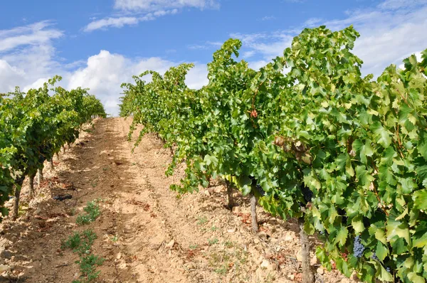 Vinhedo em La Rioja (Espanha ) — Fotografia de Stock