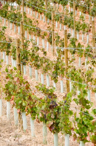 Vineyard at La Rioja (Spain) — Stock Photo, Image