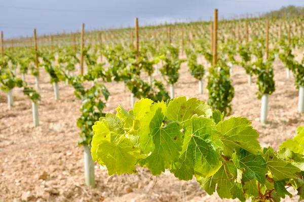 Vinhedo em La Rioja (Espanha ) — Fotografia de Stock