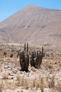 Cactus at Elqui valley (Chile) clipart