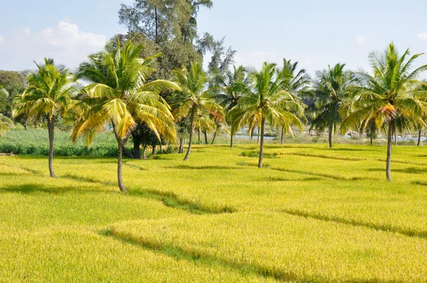 Rizs mező Karnataka, India — Stock Fotó