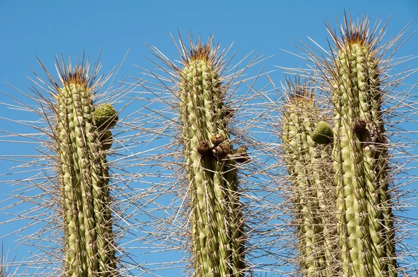 Kaktus på Elqui valley (Chile) — Stockfoto