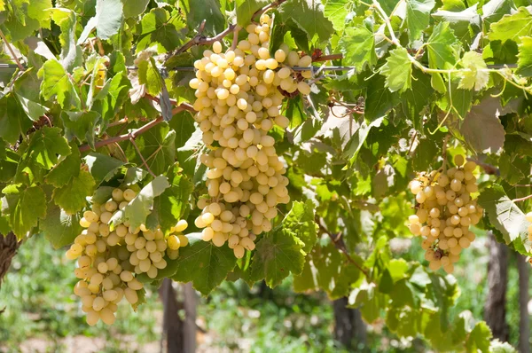 Виноградник в долині Elqui, Чилі — стокове фото
