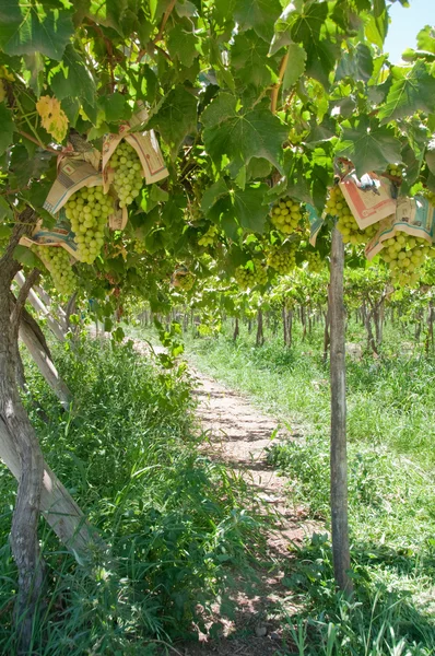 Виноградник в долине Эльки, Чили — стоковое фото