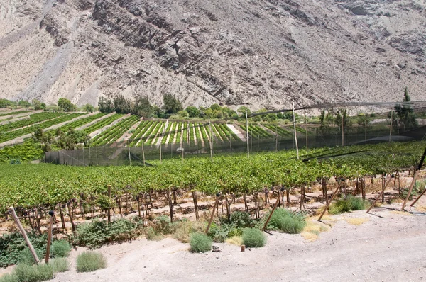 Elqui valley, Chile — Stock Photo, Image