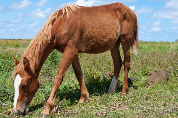 Divoký kůň v Velikonoční ostrov (Chile) — Stock fotografie