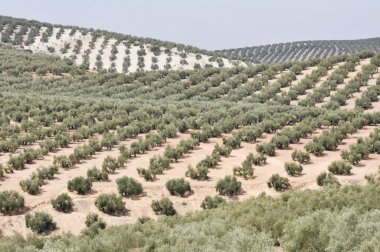 zeytin ağaçlarının Plantation Andalusia (Seville (İspanya))