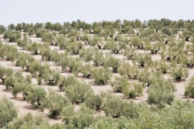 Plantation of olive trees, Andalusia (Spain) clipart