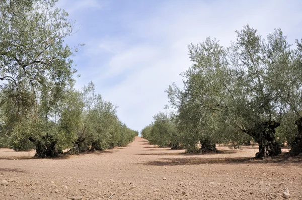 Piantagione di ulivi, Andalusia (Spagna) ) — Foto Stock