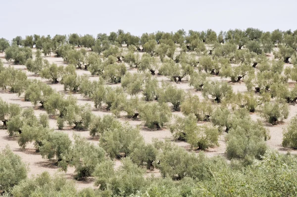 Piantagione di ulivi, Andalusia (Spagna) ) — Foto Stock