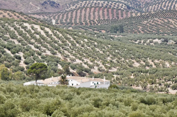 Anpflanzung von Olivenbäumen, Andalusien (Spanien) — Stockfoto