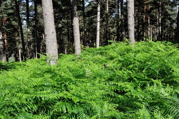 Bosque con helechos, Cordillera de Elguea (País Vasco ) — Foto de Stock