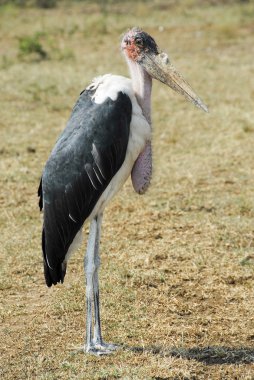 Marabou leylek, Kraliçe elizabeth Milli Parkı, uganda