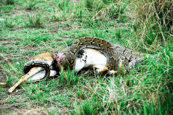 Python slangen verslinden een kleine gazelle — Stockfoto
