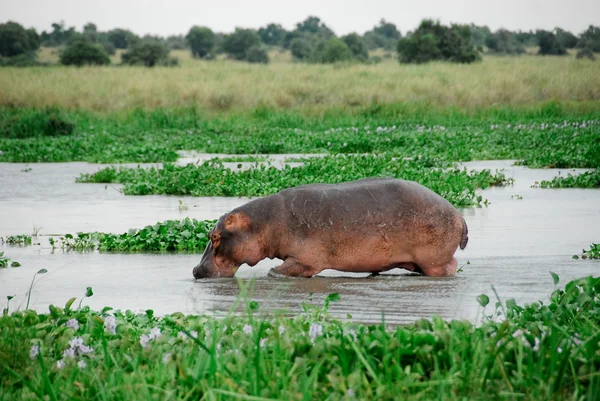 Su aygırı, murchison Milli Parkı (uganda düşer.) — Stok fotoğraf