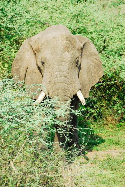 Férfi afrikai elefánt, murchison vízesés nemzeti park (uganda) — Stock Fotó