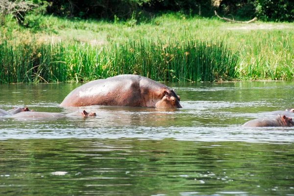 Hippo, Murchison Falls National Park (Uganda) — Stock Photo, Image
