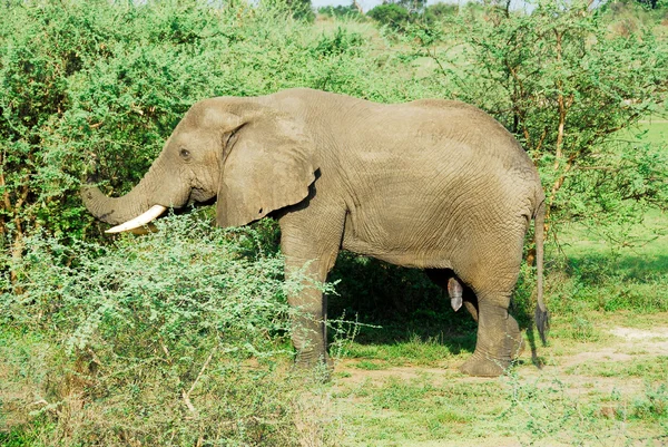 Férfi afrikai elefánt, murchison vízesés nemzeti park (uganda) — Stock Fotó