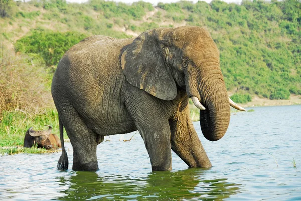 Férfi afrikai elefánt, kazinga csatorna (uganda) — Stock Fotó