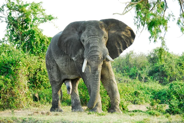 Elefante africano macho, canal Kazinga (Uganda ) —  Fotos de Stock