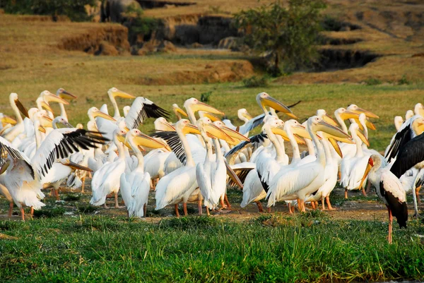 Grandes pelicanos brancos, Canal de Kazinga (Uganda ) — Fotografia de Stock