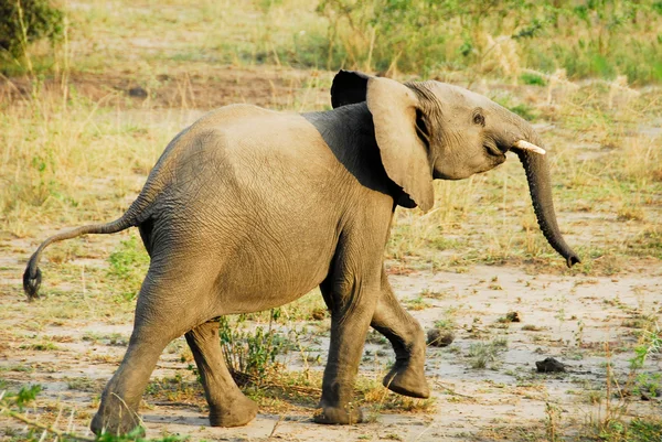 Elefante africano bebé, canal Kazinga (Uganda ) —  Fotos de Stock