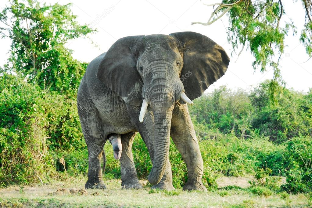 Male African elephant, Kazinga Channel (Uganda)