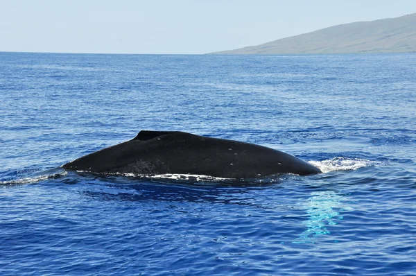 Горбатый кит в Лахайне, Мауи, Гавайи — стоковое фото