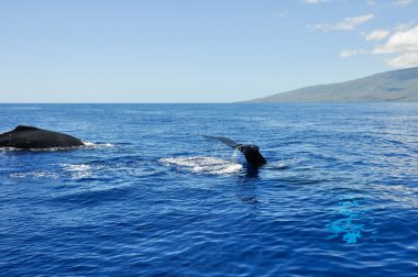 lahaina, maui, Hawaii kambur balina
