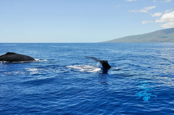 Hosszúszárnyú bálnák Lahaina, Maui, Hawaii — Stock Fotó