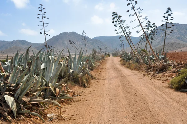 Χωματόδρομο στο gata Ακρωτήριο εθνικό πάρκο, Ανδαλουσία (Ισπανία) — Φωτογραφία Αρχείου