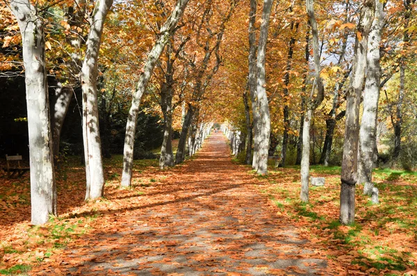 Сади San Lorenzo de El Escorial, Мадрид — стокове фото