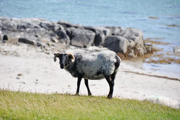 Schapen in de buurt van de zee, mannin bay (Ierland) — Stockfoto