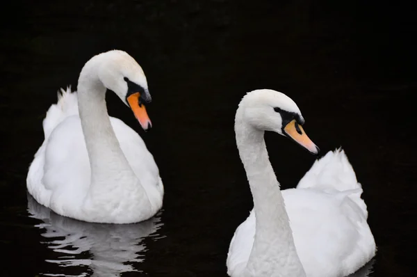 Cisnes brancos no fundo preto — Fotografia de Stock