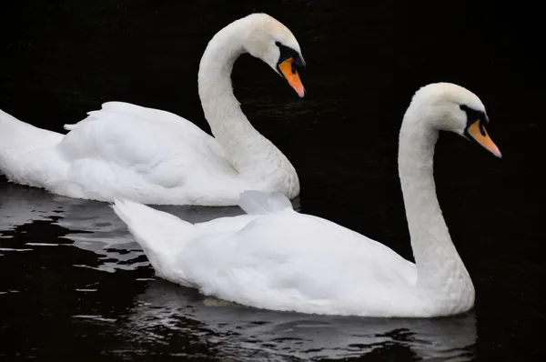 Cisnes brancos no fundo preto — Fotografia de Stock