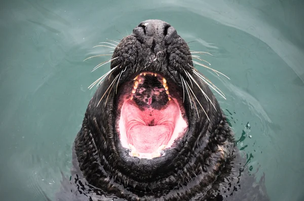 Seal at Howth harbour, Ireland — Stock Photo, Image