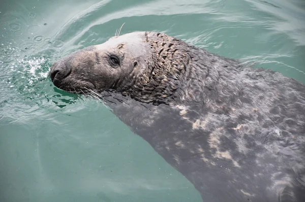 Seal at Howth harbour, Ireland — Stock Photo, Image