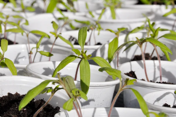 Tomato seedlings — Stock Photo, Image